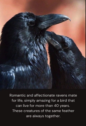 Jan 30 - We have a lot of ravens in our neighborhood. The couples sit in the eucalyptus trees and chortle to each other. I find the sound quite amusing. Jan 30 - We have a lot of ravens in our neighborhood. The couples sit in the eucalyptus trees and chortle to each other. I find the sound quite amusing.